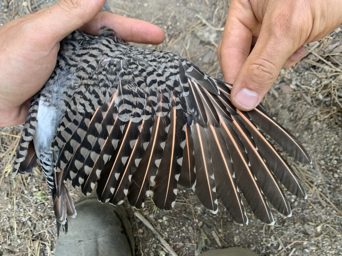 Northern Flicker (Red-shafted) - Mietron Shahbodaghloo