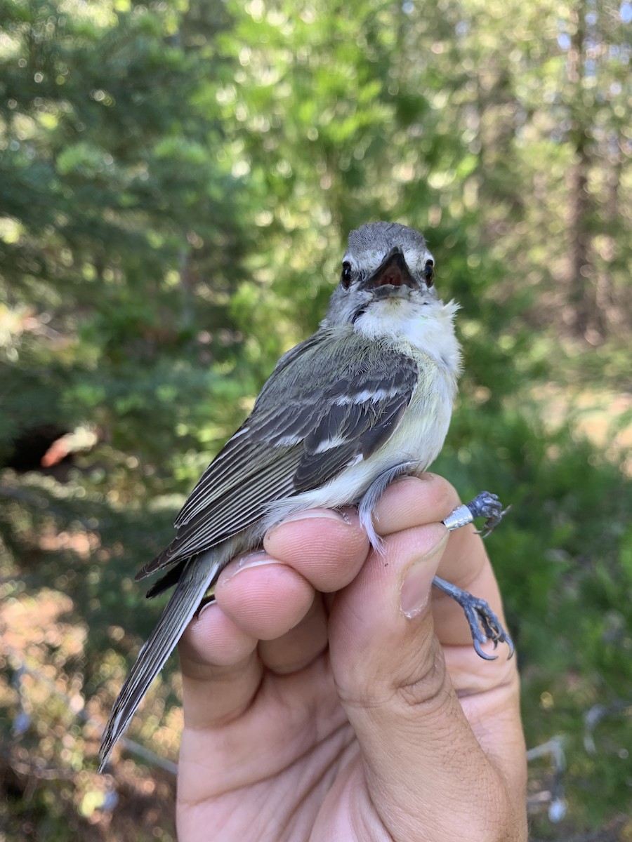 Cassin's Vireo - ML620723561