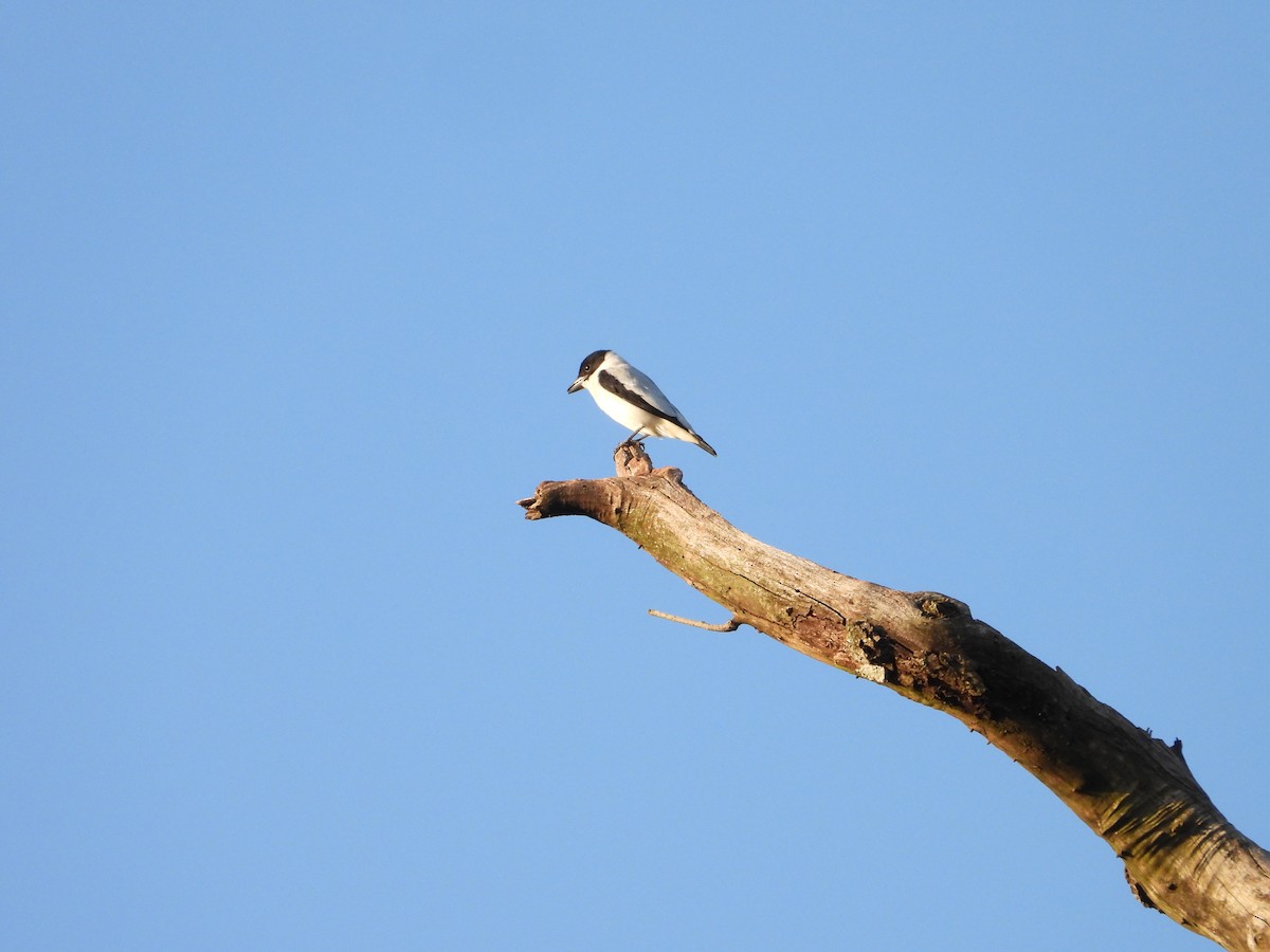 Black-crowned Tityra - Más Aves