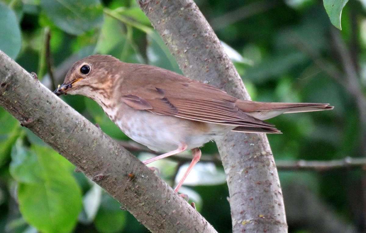 Swainson's Thrush - ML620723564