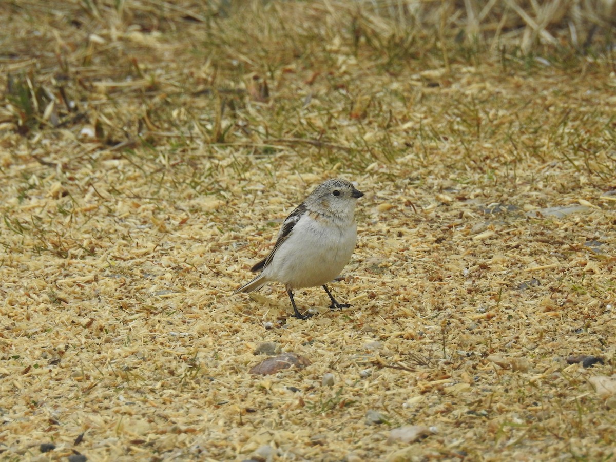 ユキホオジロ - ML620723565