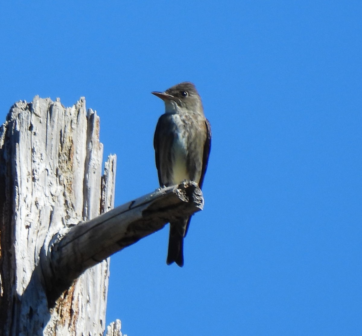 Olive-sided Flycatcher - ML620723566