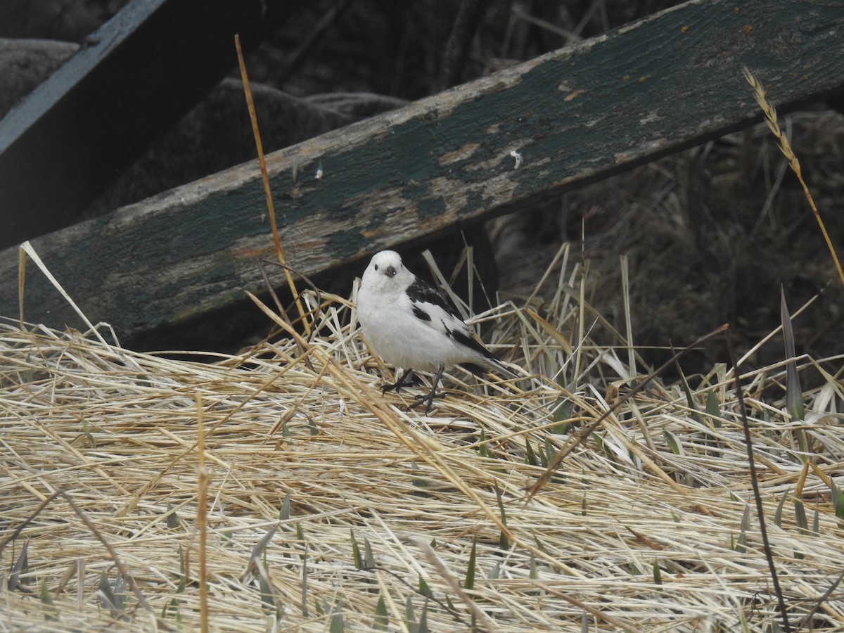 Snow Bunting - ML620723569