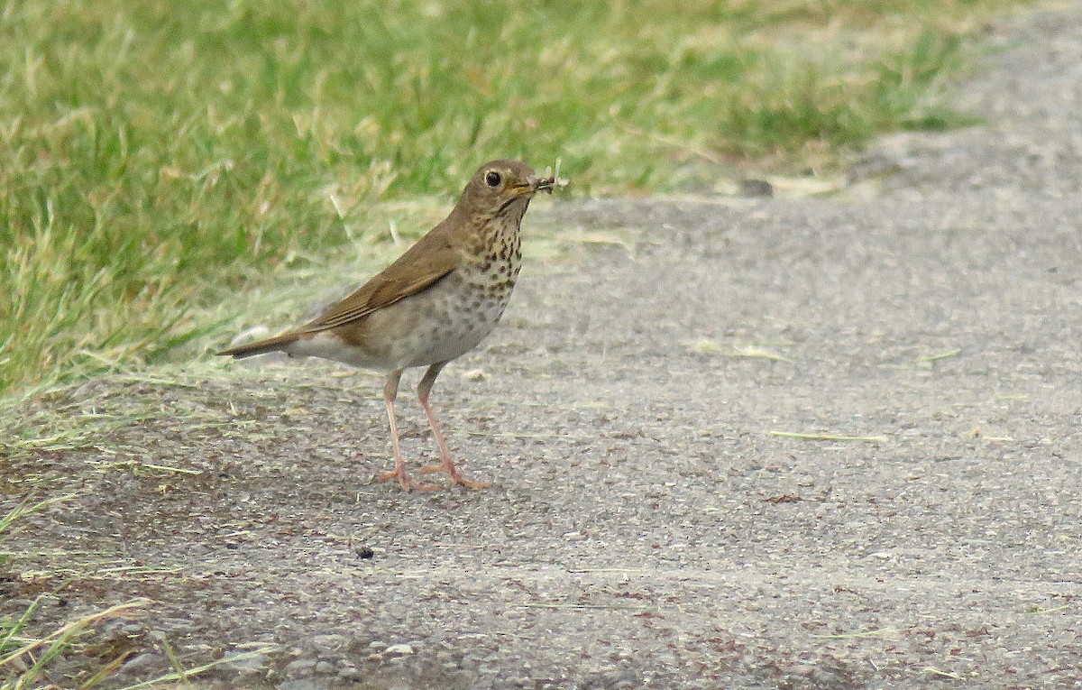 Hermit Thrush - ML620723573