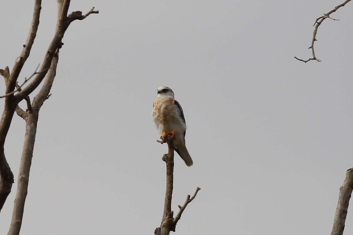 White-tailed Kite - ML620723575