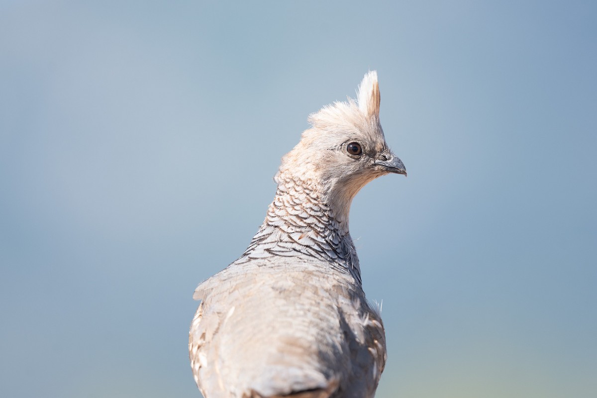 Scaled Quail - Suzy Deese
