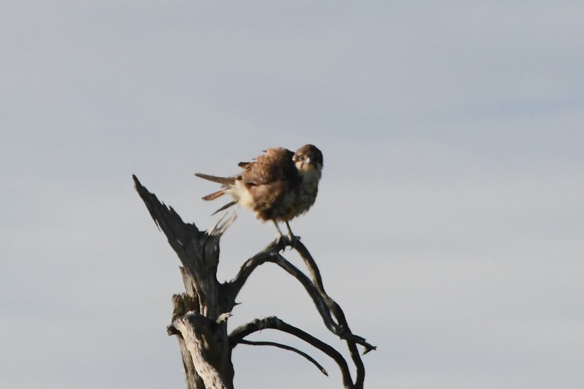 Brown Falcon - ML620723612