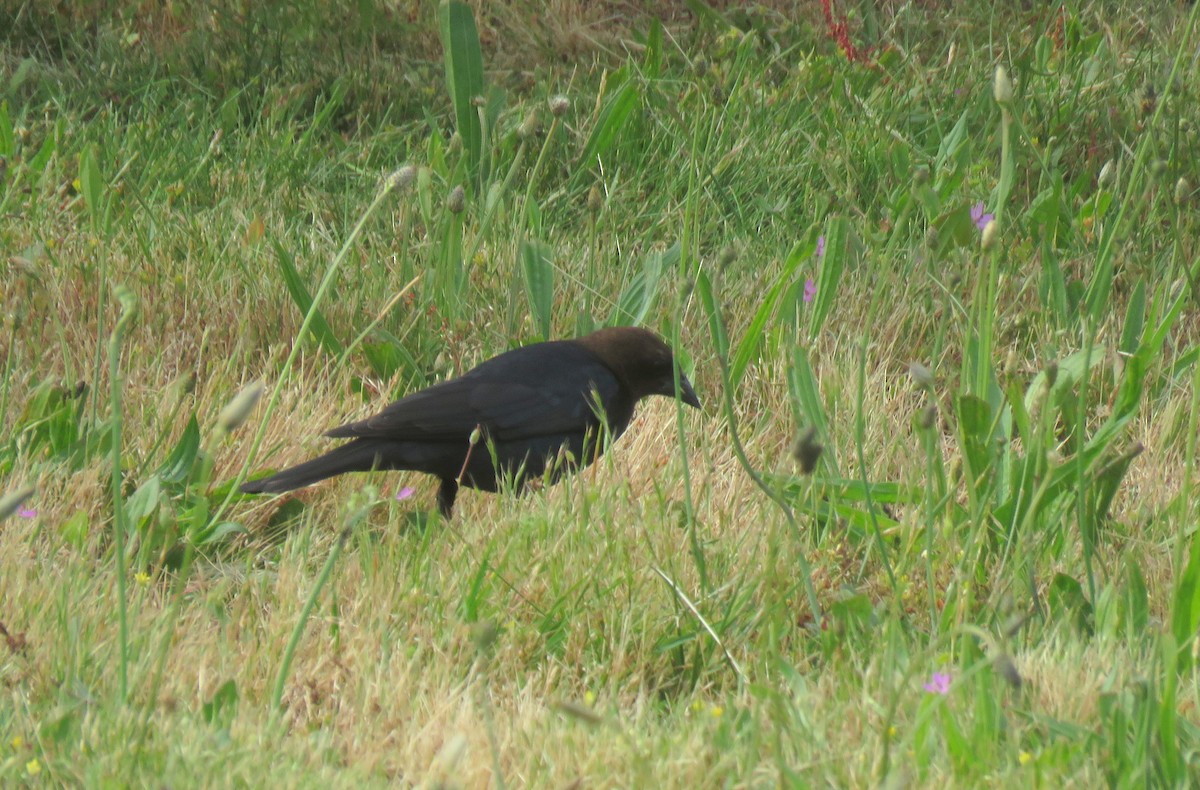 Brown-headed Cowbird - ML620723613