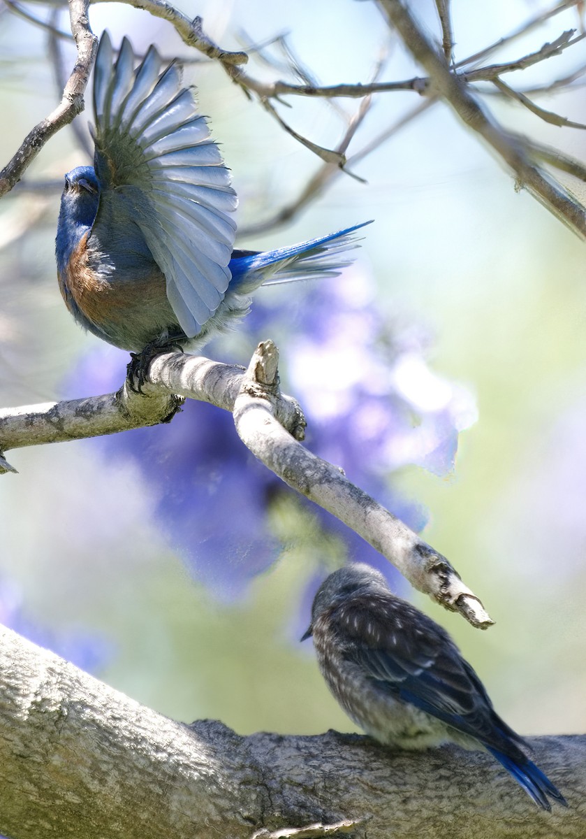 Western Bluebird - ML620723621