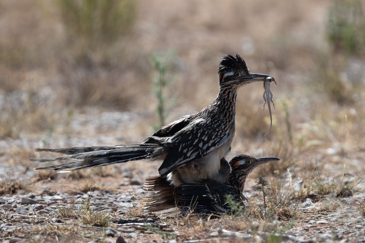 Greater Roadrunner - ML620723622