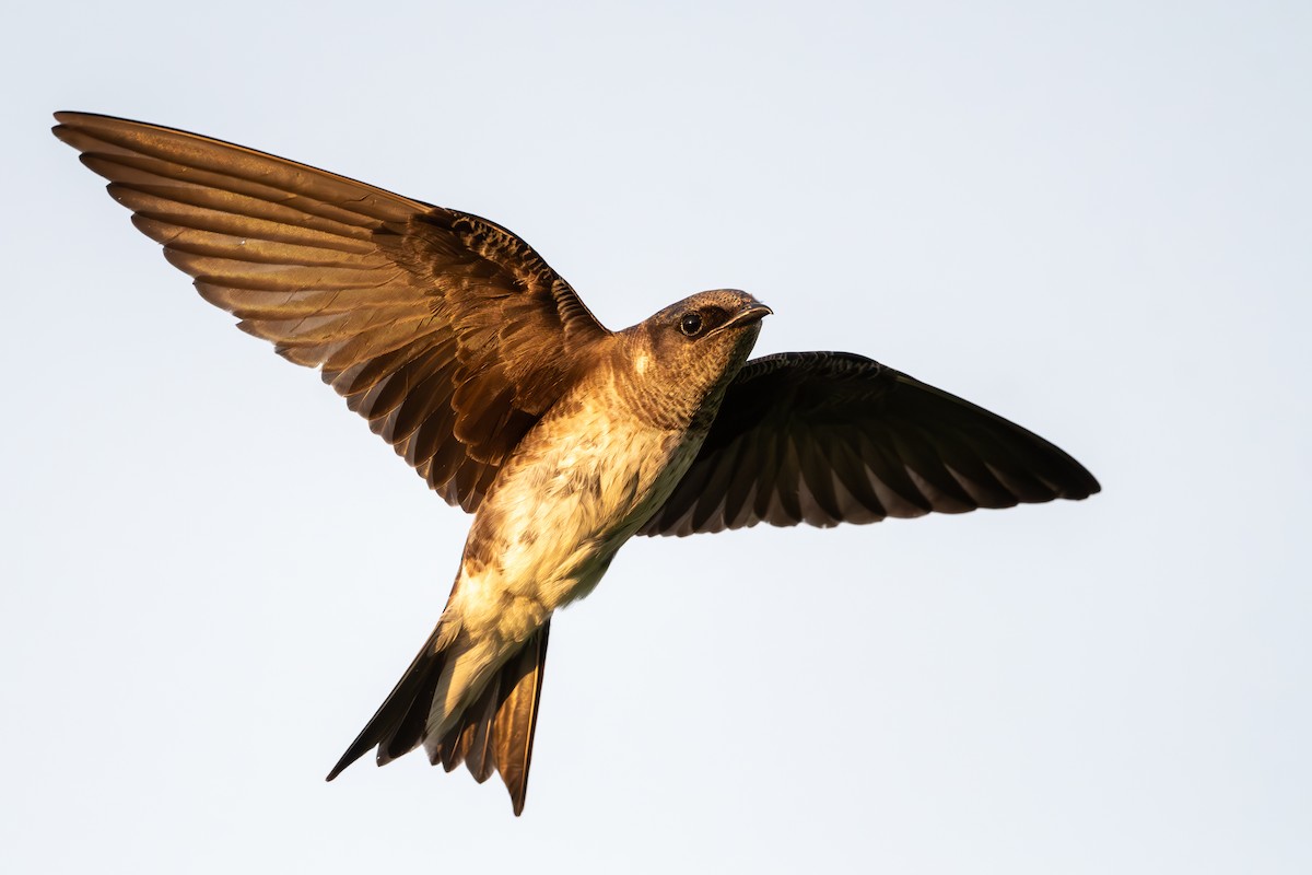 Purple Martin - ML620723625