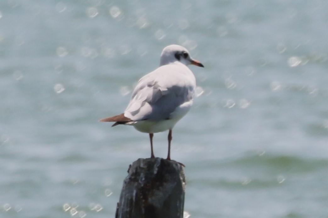 Brown-headed Gull - ML620723631