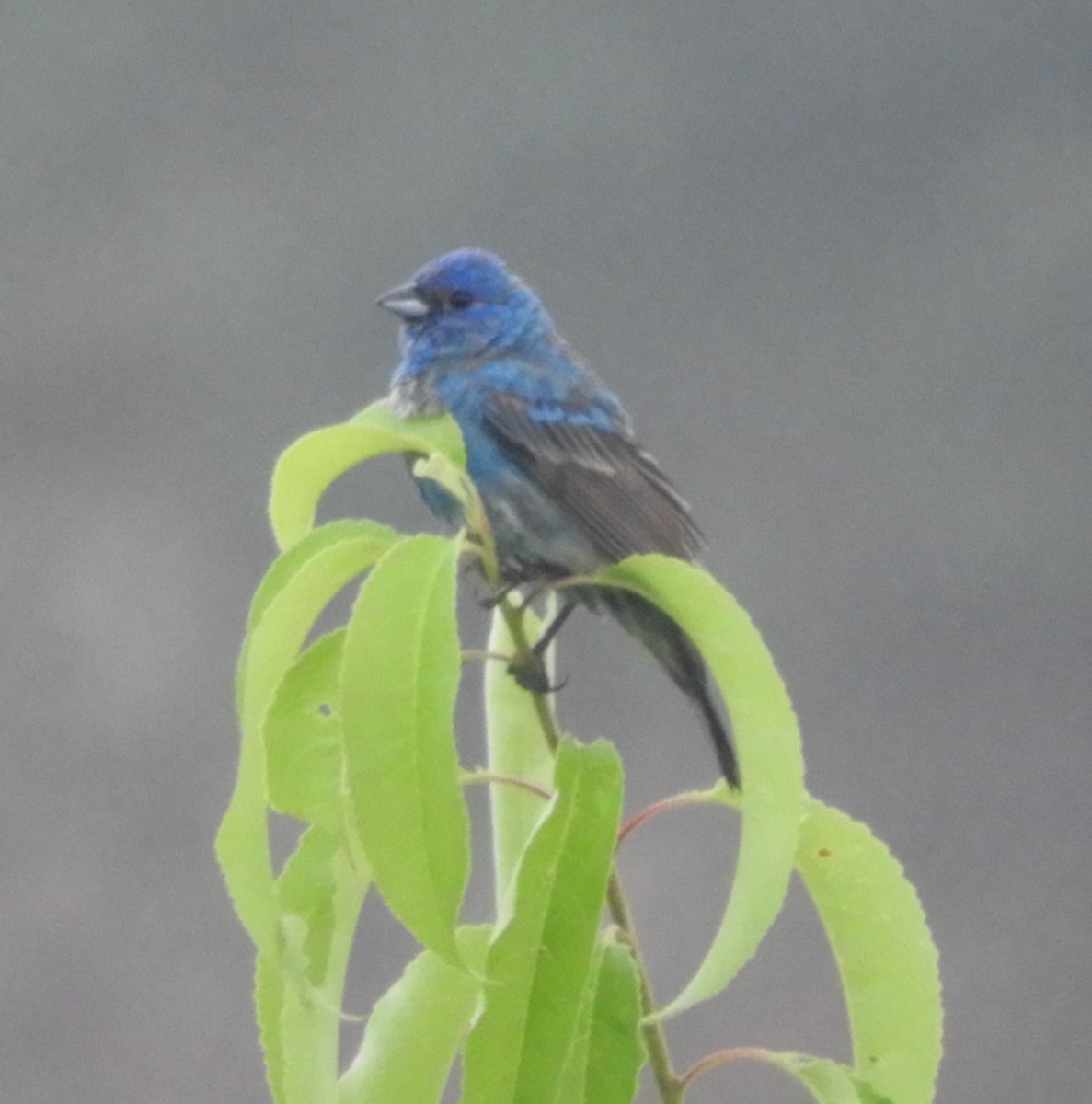 Indigo Bunting - Laura Markley