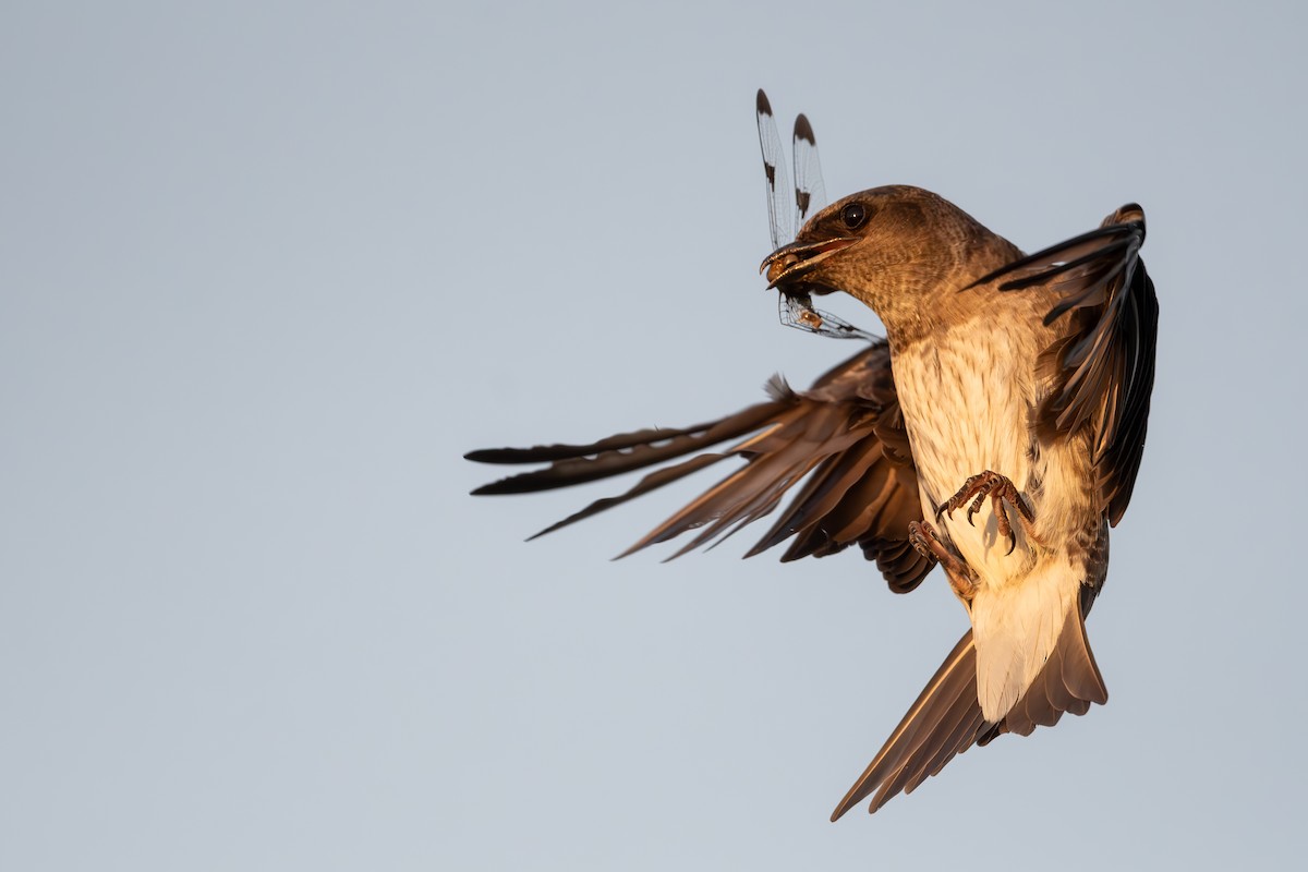 Purple Martin - ML620723633