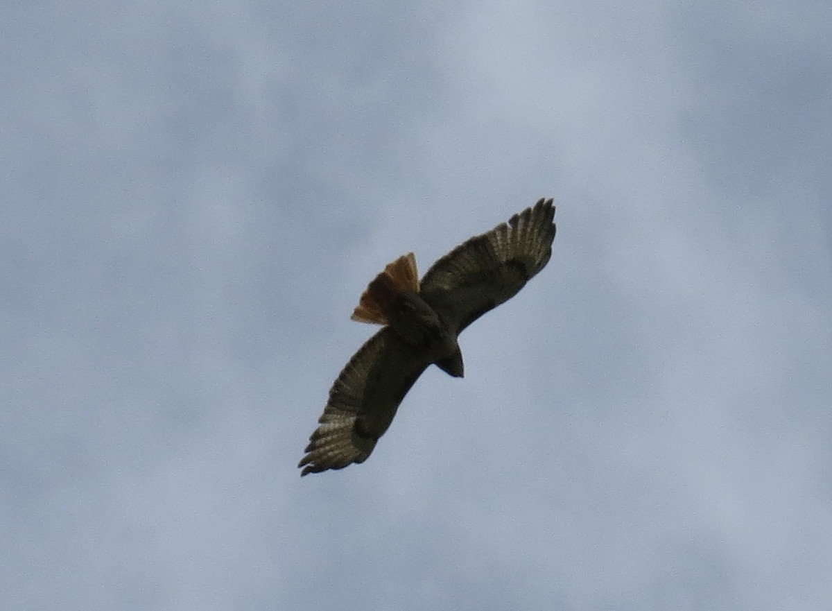 Red-tailed Hawk - ML620723637