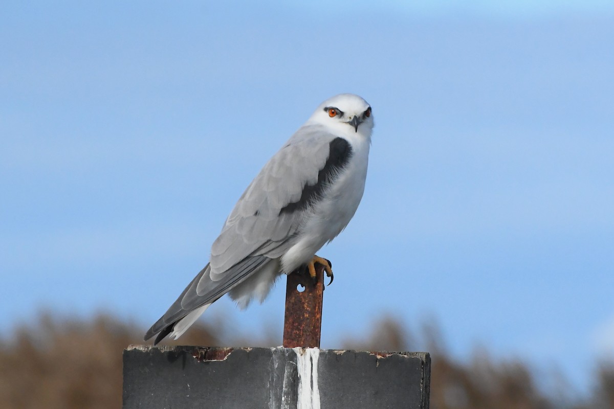 Black-shouldered Kite - ML620723638