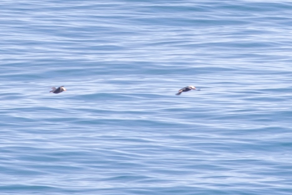 Tufted Puffin - ML620723640