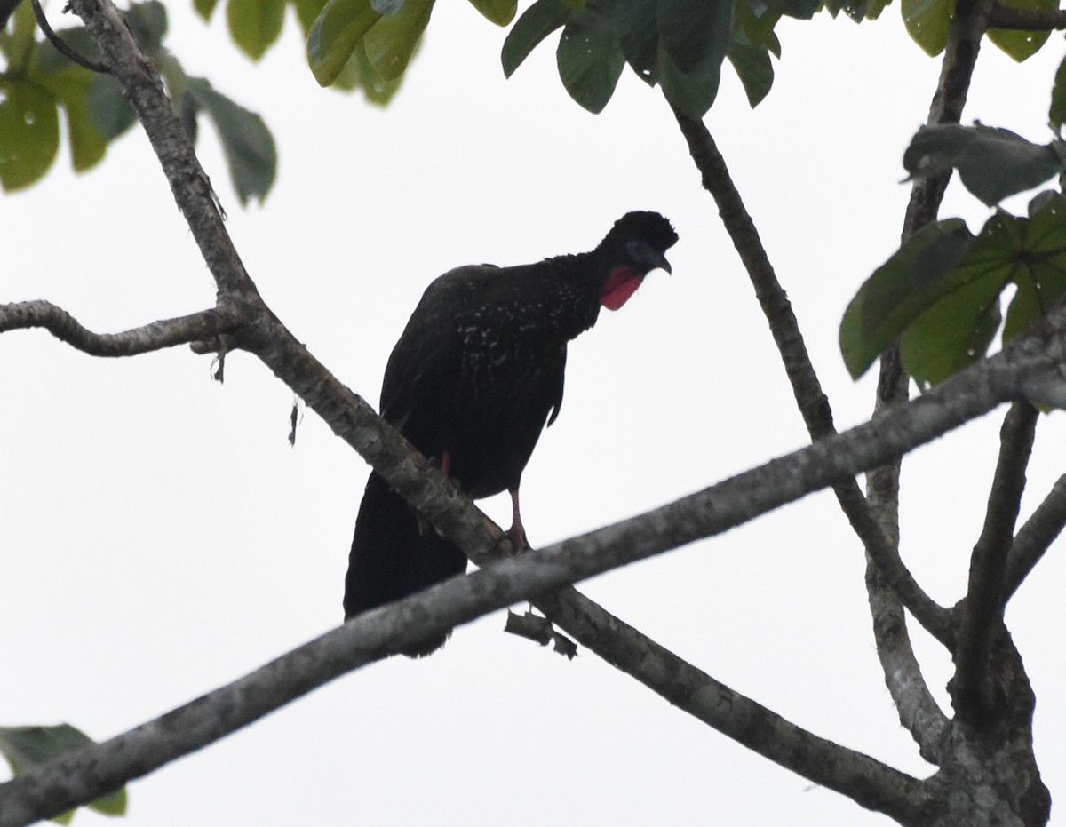 Crested Guan - ML620723641