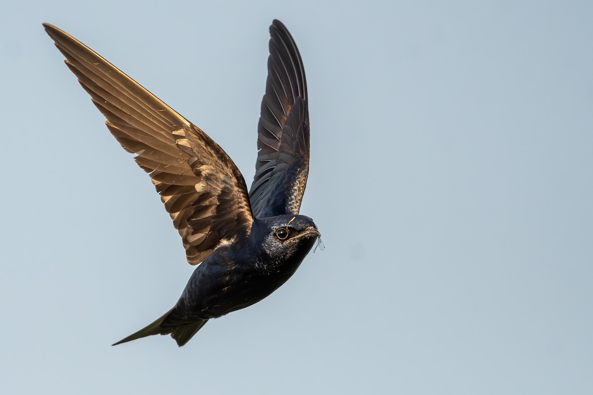 Purple Martin - ML620723644