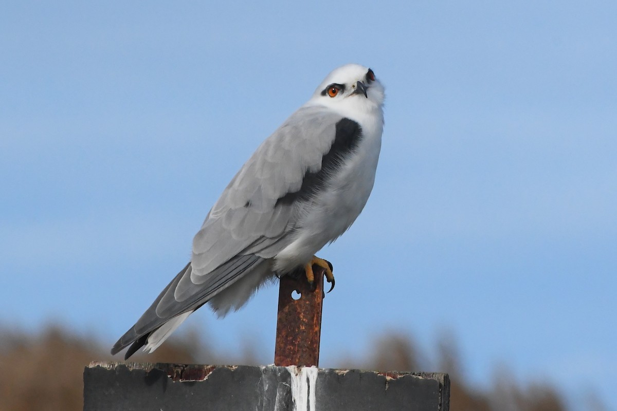 Black-shouldered Kite - ML620723645