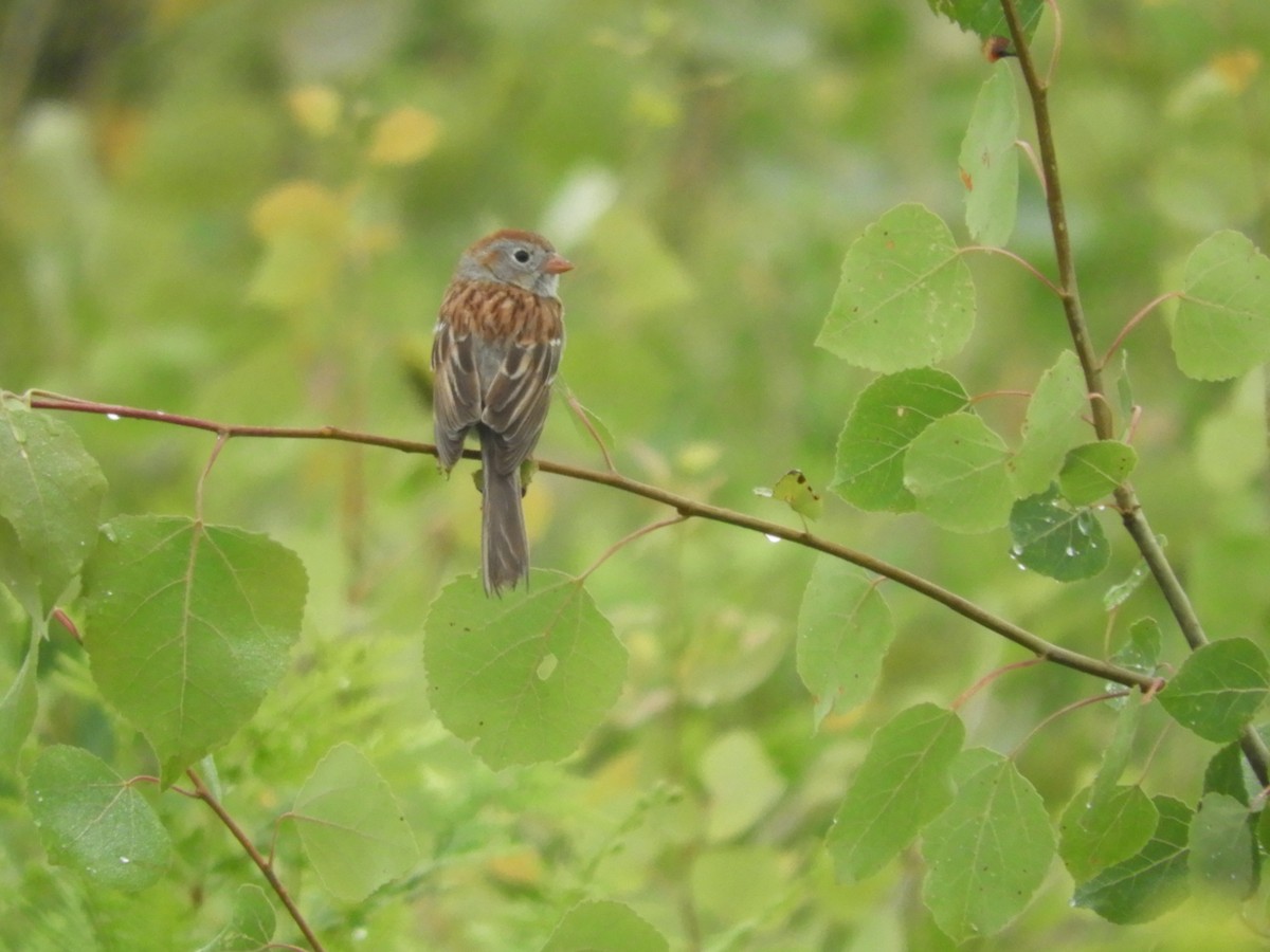 Field Sparrow - ML620723648