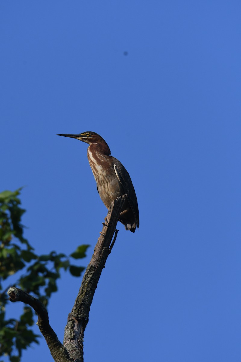 Green Heron - ML620723649