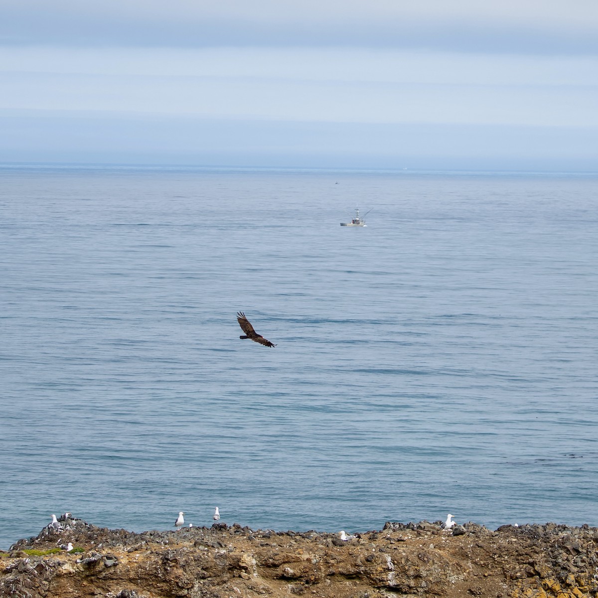 Turkey Vulture - ML620723655