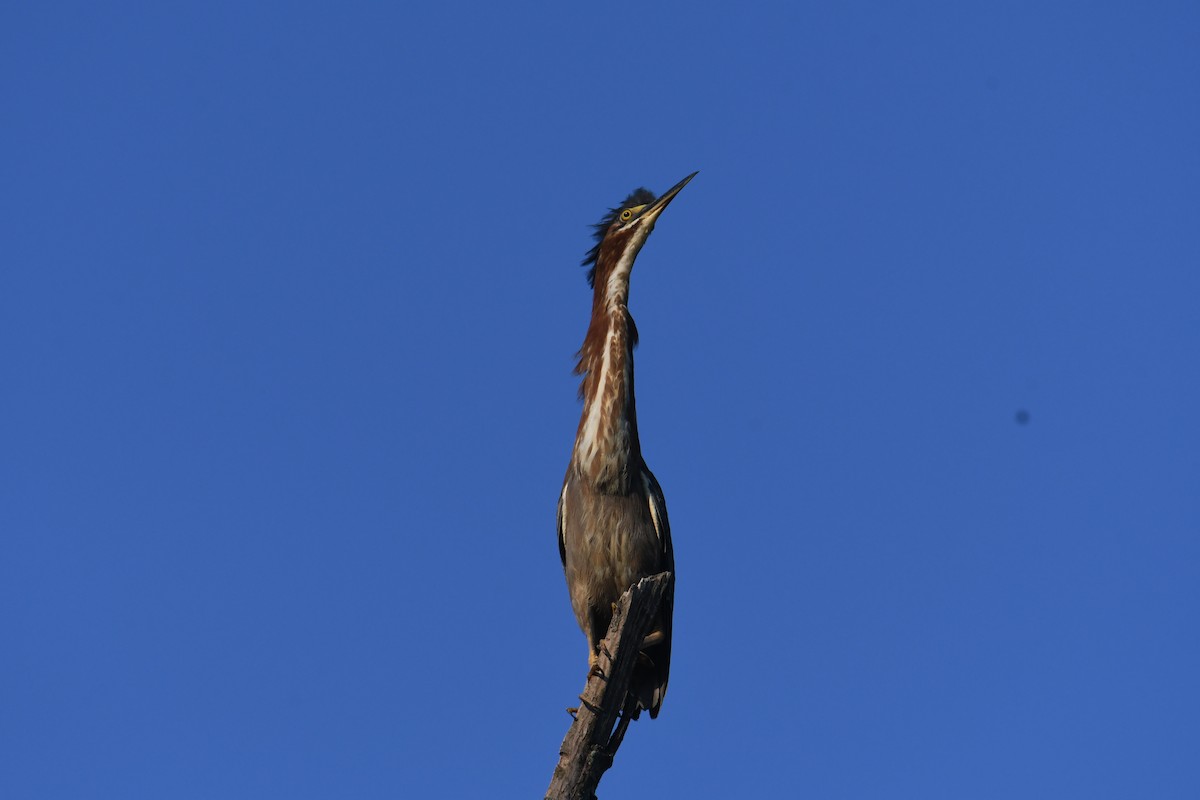 Green Heron - ML620723657