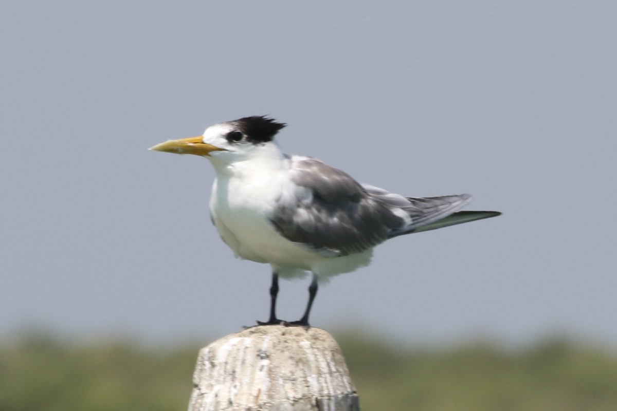 Great Crested Tern - ML620723666