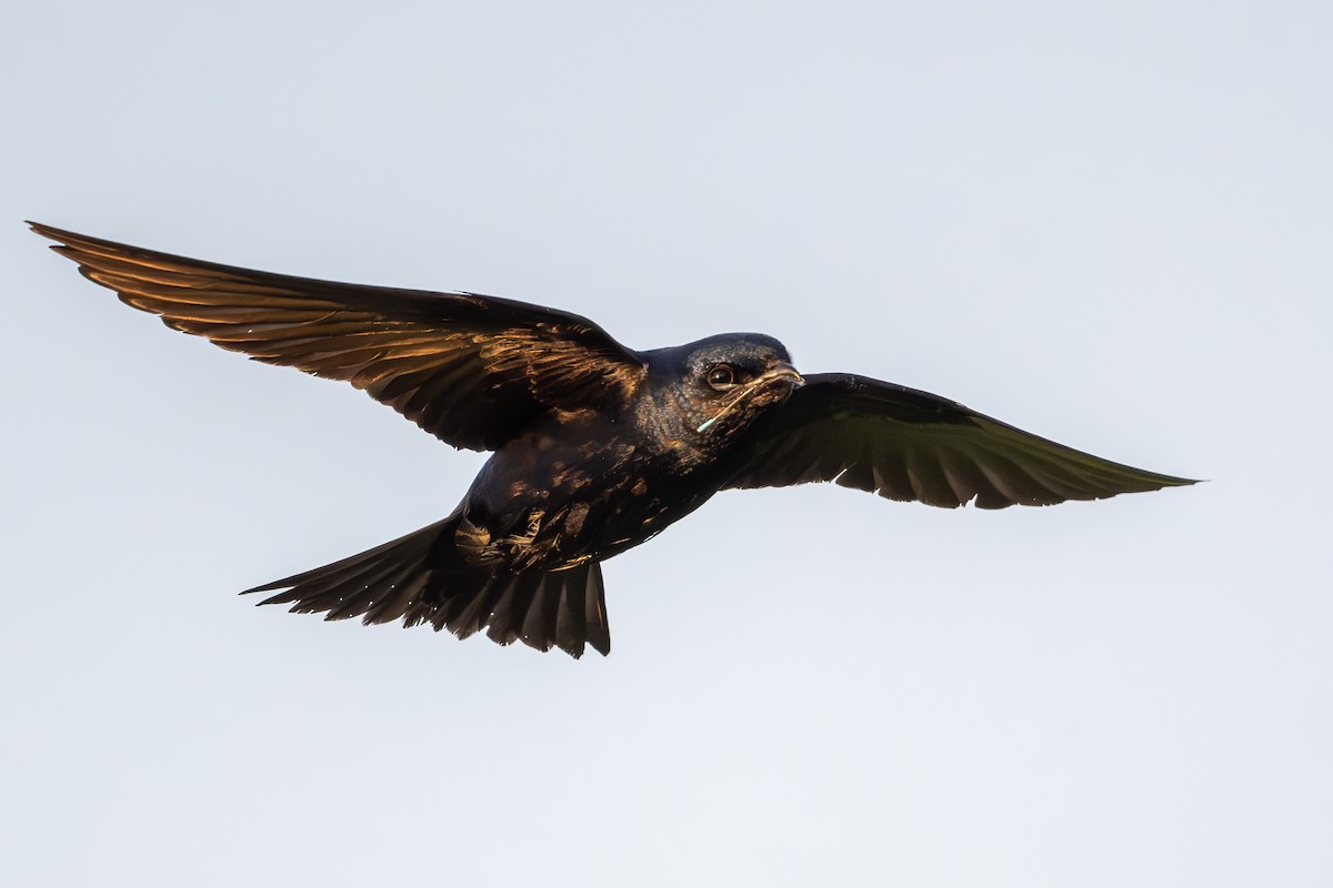 Purple Martin - ML620723667