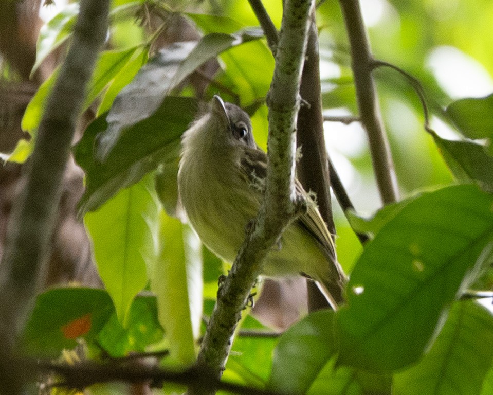 Yellow-olive Flatbill - ML620723669