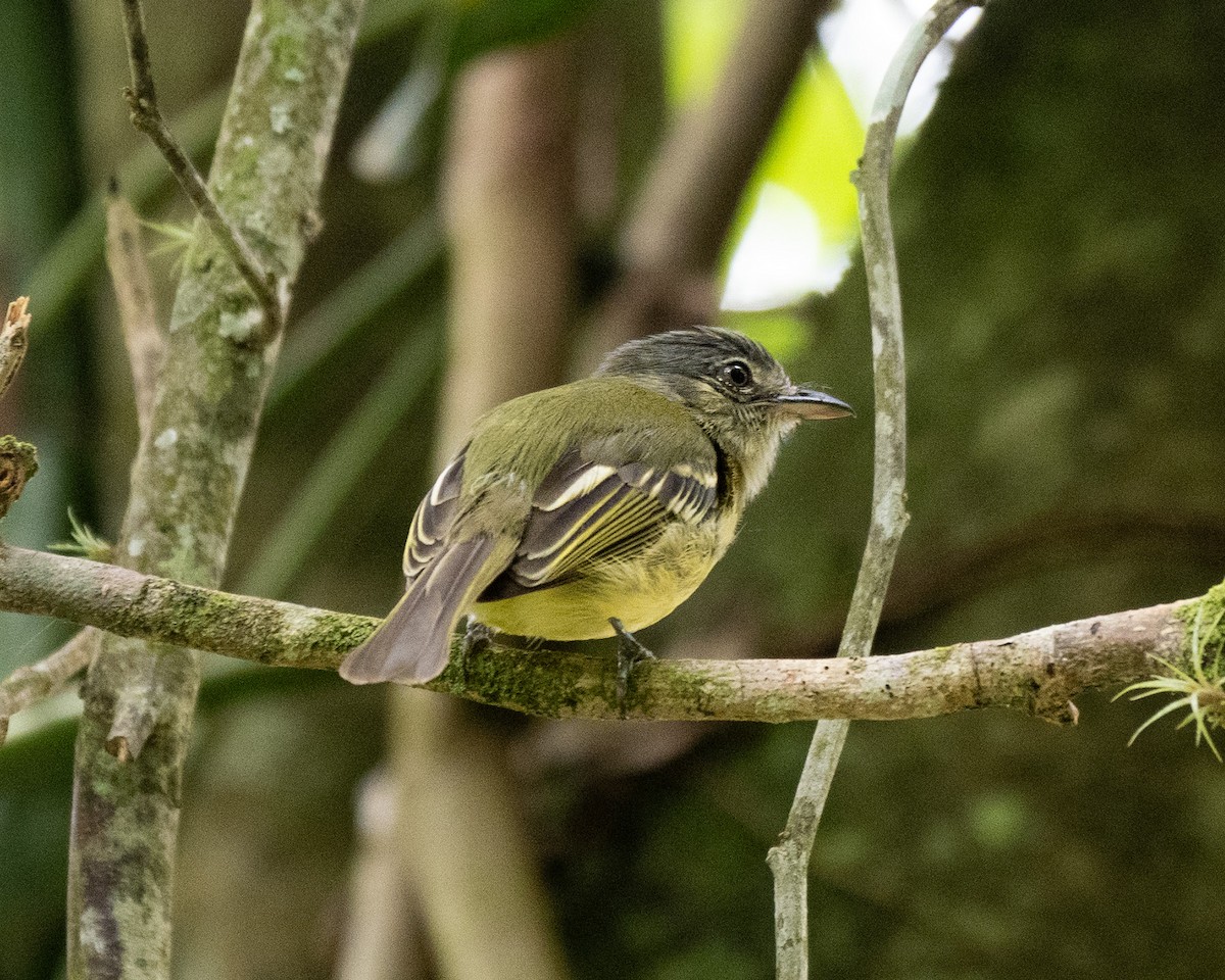 Yellow-olive Flatbill - ML620723670