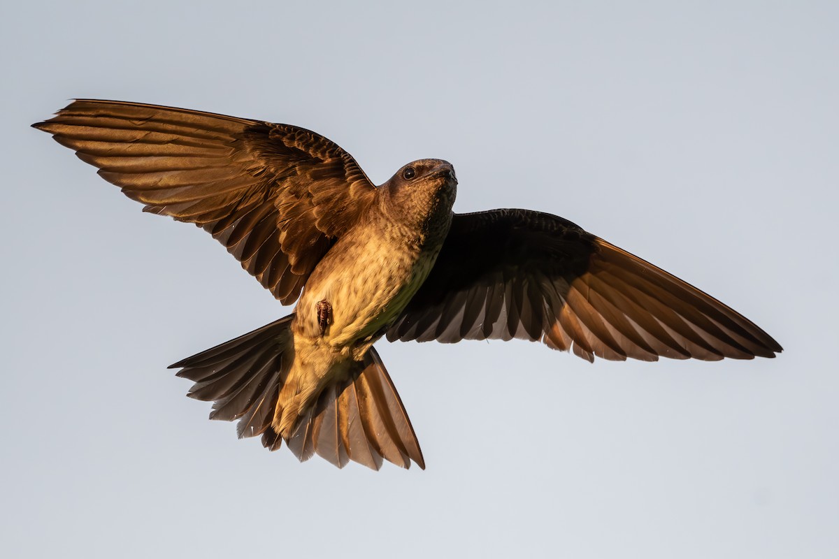 Purple Martin - ML620723671