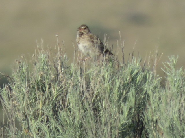 Vesper Sparrow - ML620723672