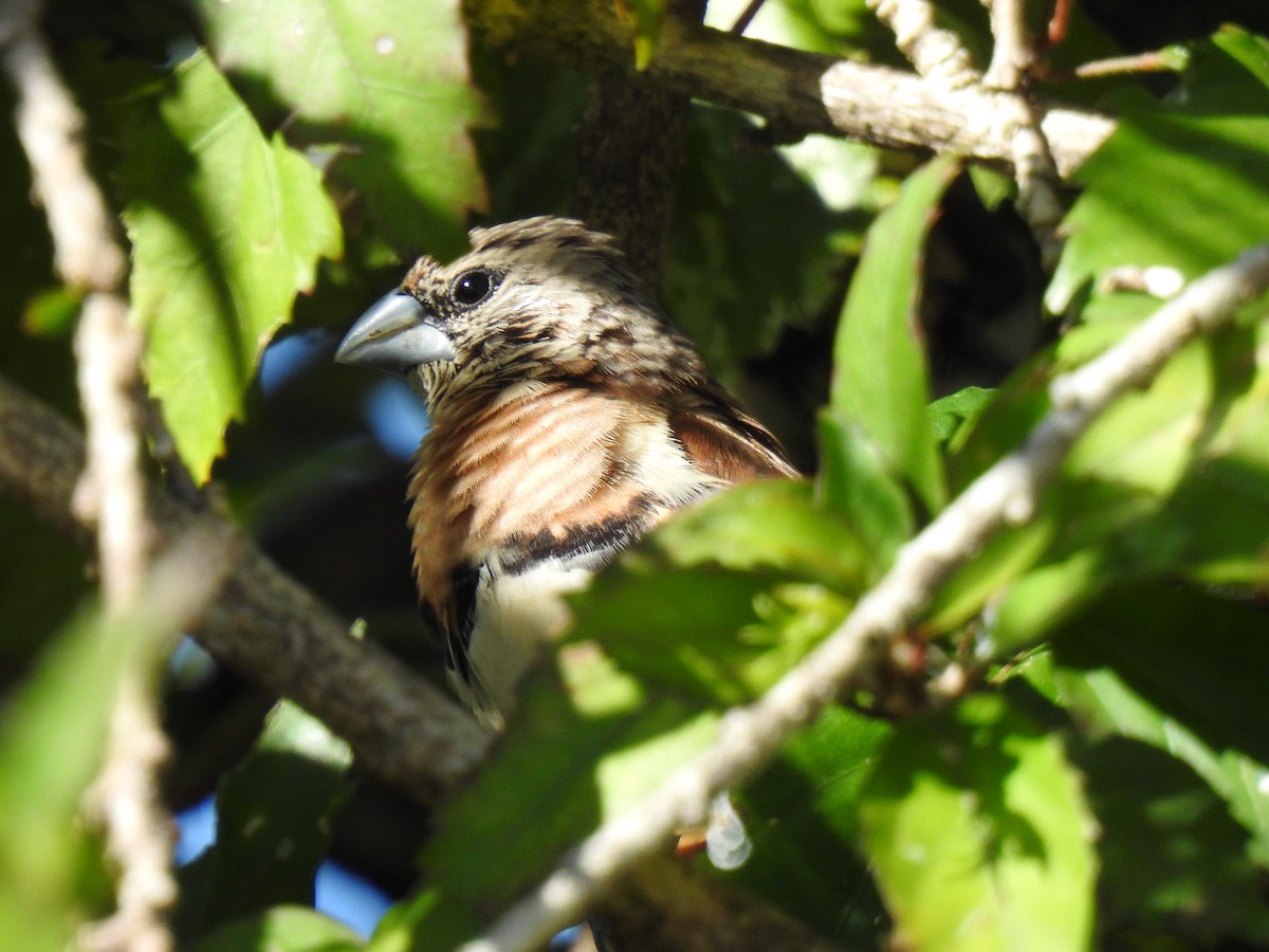 Chestnut-breasted Munia - ML620723676