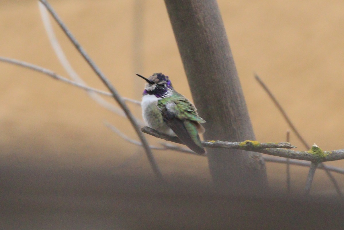 Costa's Hummingbird - ML620723677