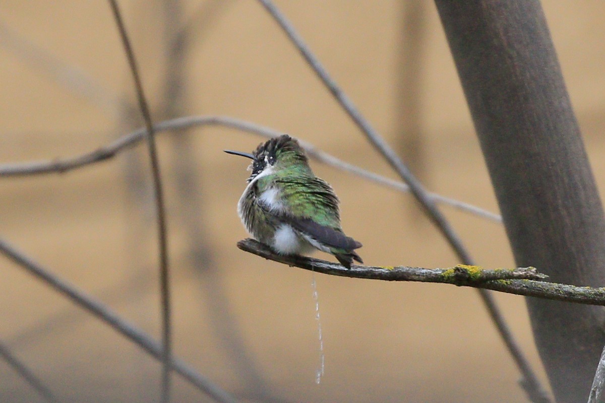 Costa's Hummingbird - ML620723679