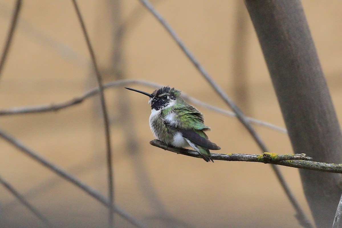 Costa's Hummingbird - ML620723680