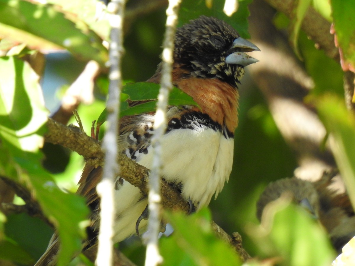 Chestnut-breasted Munia - ML620723681