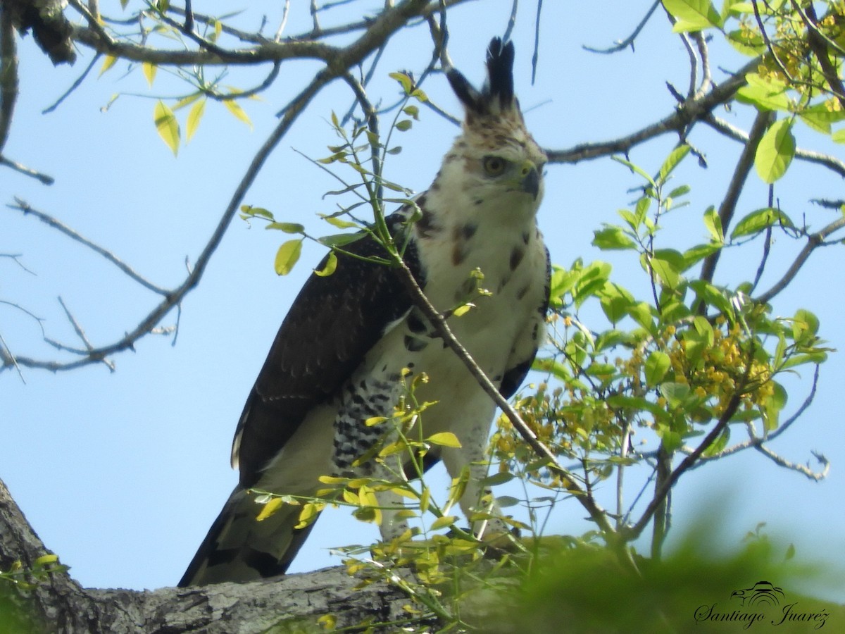 Ornate Hawk-Eagle - ML620723684