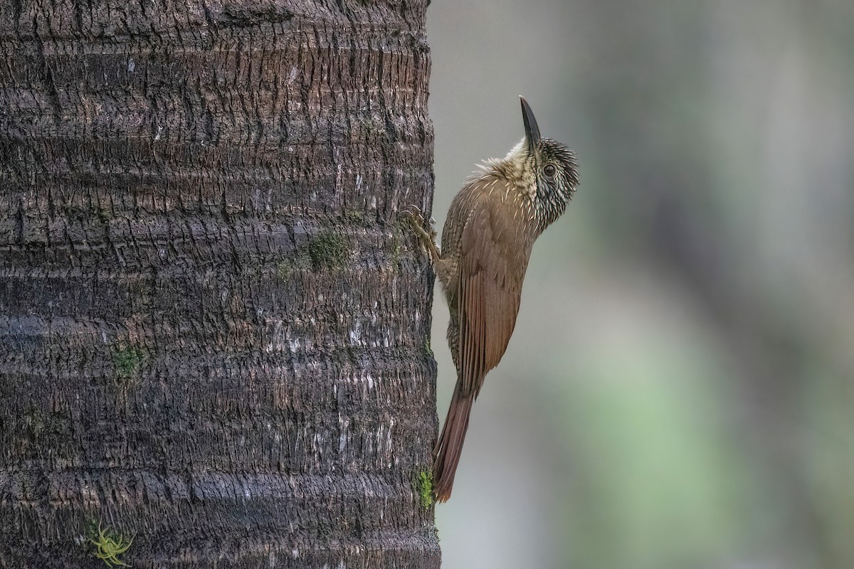 Planalto Woodcreeper - ML620723686