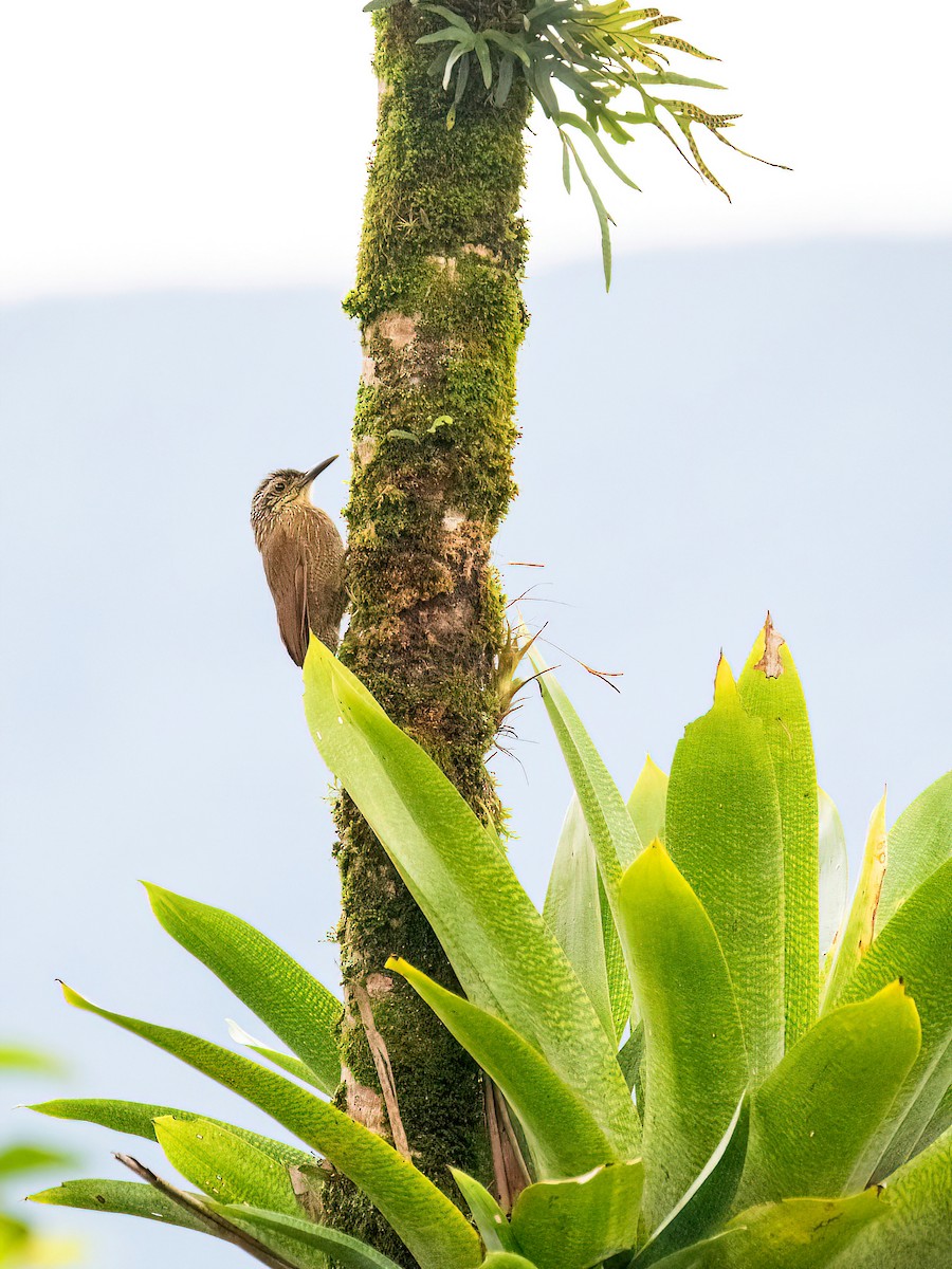 Planalto Woodcreeper - ML620723687