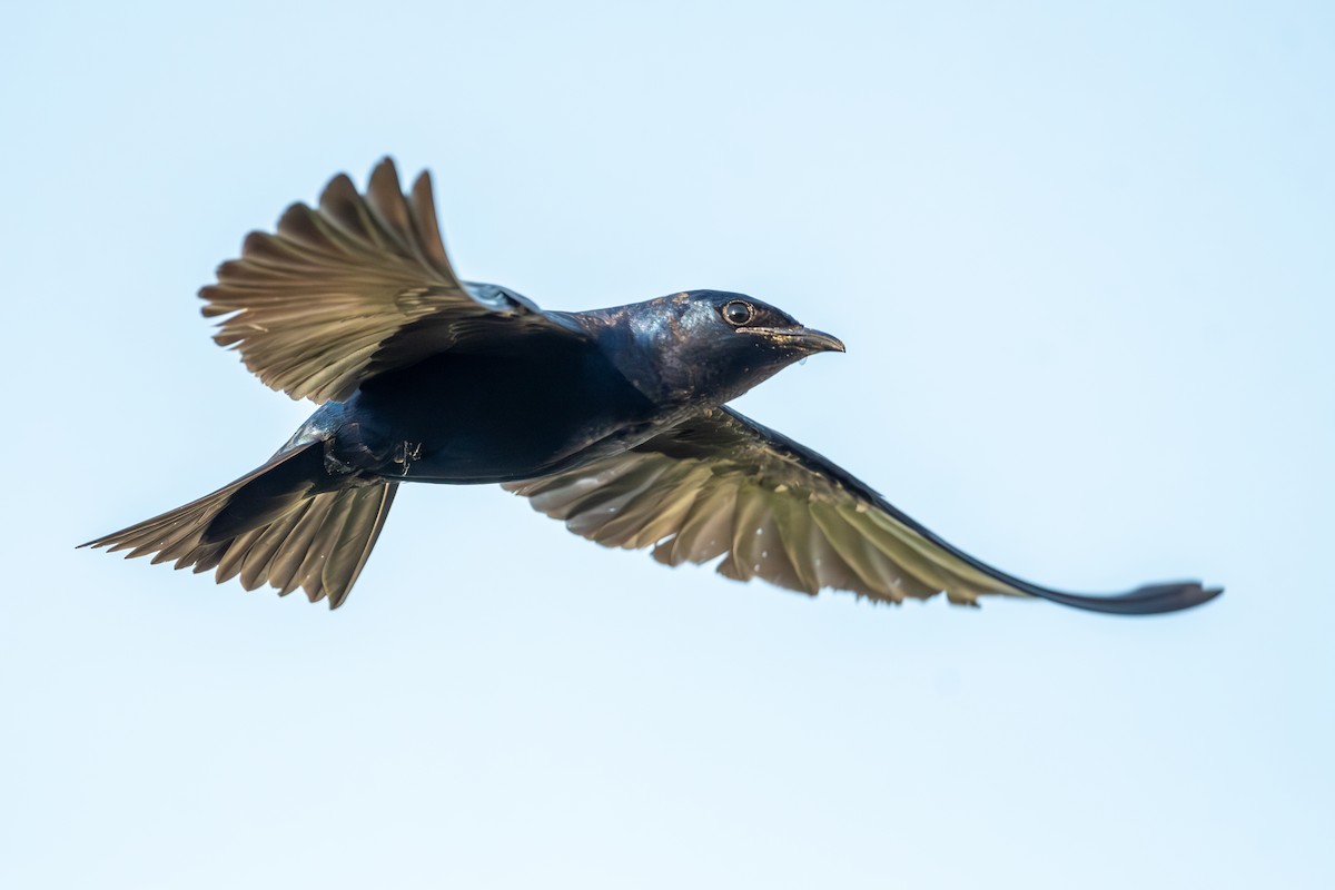 Purple Martin - ML620723689