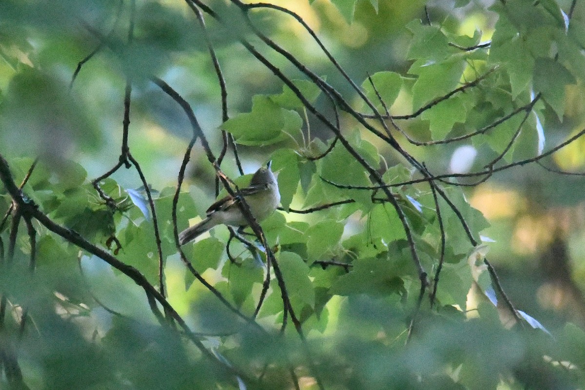 Ak Gözlü Vireo - ML620723693