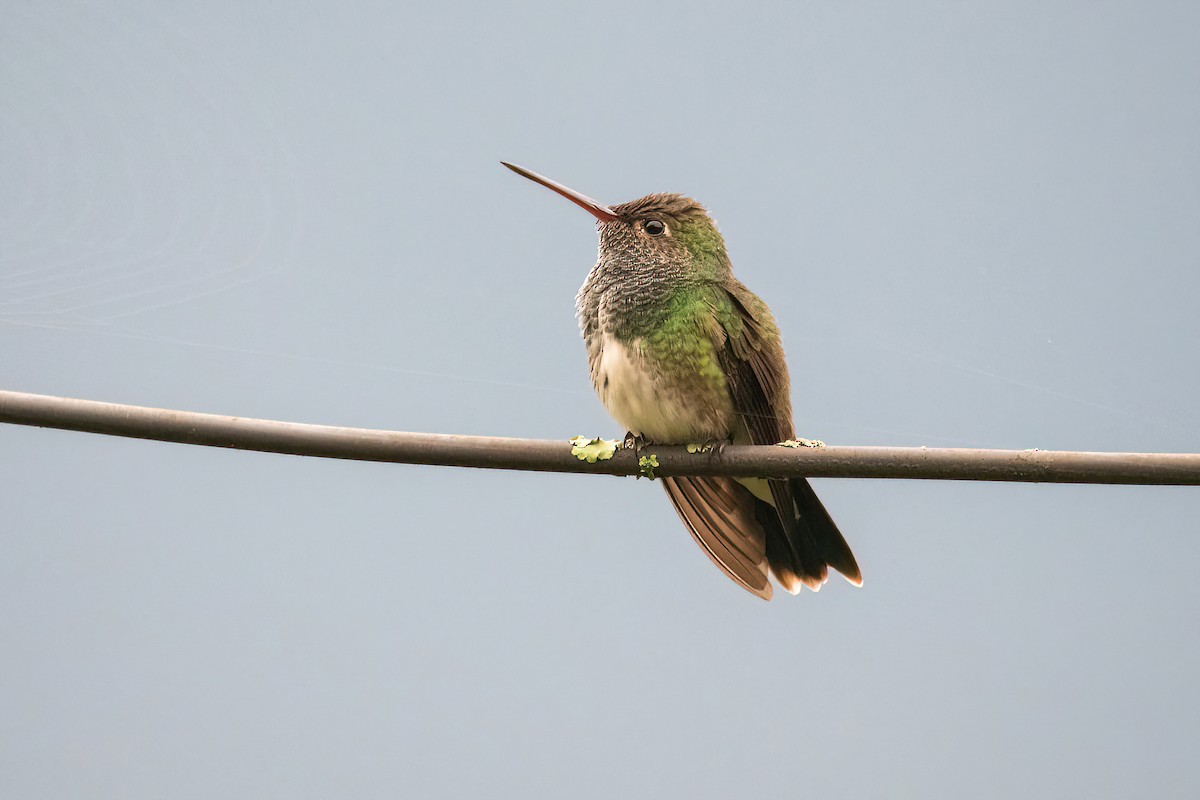 Glittering-throated Emerald - ML620723694