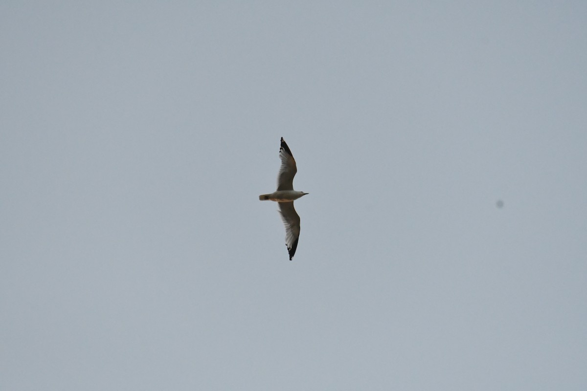 Ring-billed Gull - ML620723699