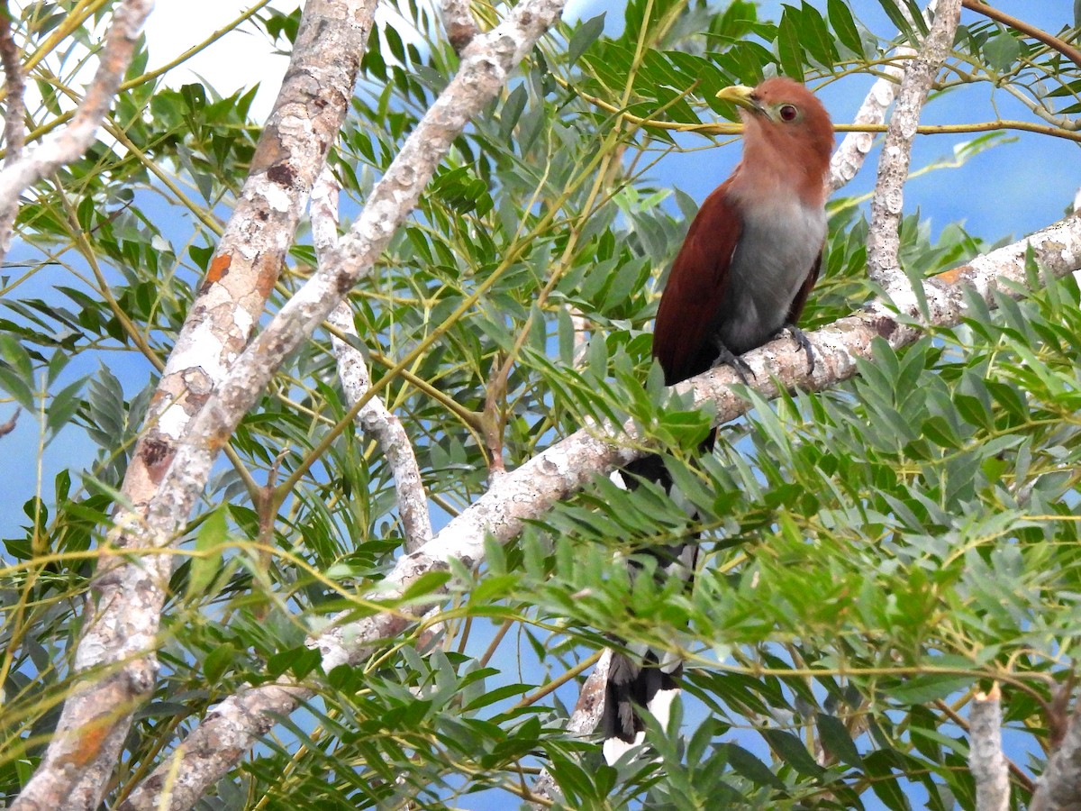 Squirrel Cuckoo - ML620723713