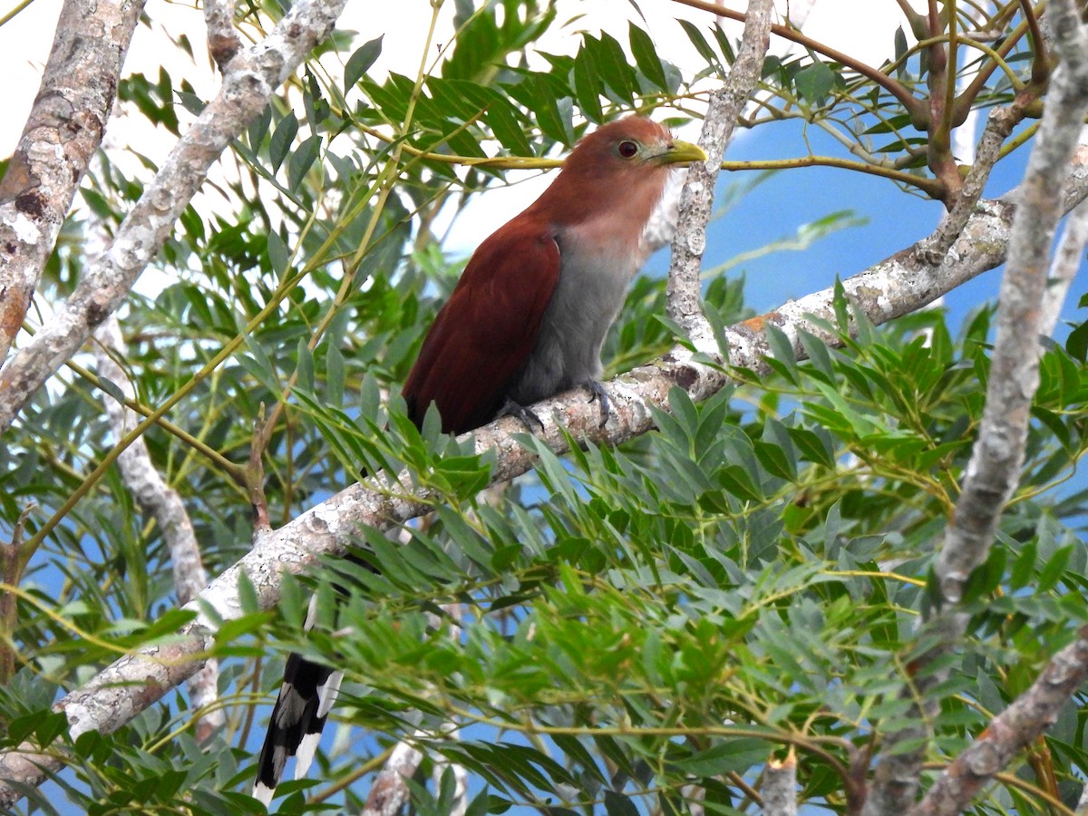 Squirrel Cuckoo - ML620723714