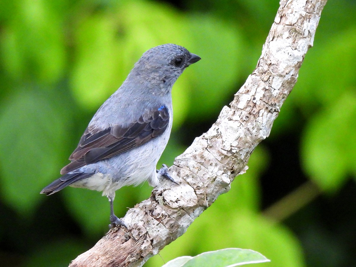 Plain-colored Tanager - ML620723724