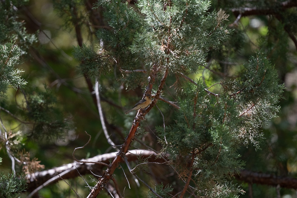 Buff-breasted Flycatcher - ML620723745